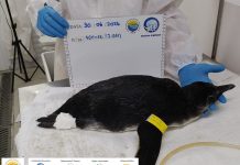 Pinguim é resgatado na Praia das Toninhas e passa por reabilitação em Ubatuba