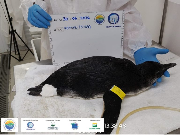 Pinguim é resgatado na Praia das Toninhas e passa por reabilitação em Ubatuba
