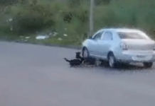 Motorista é flagrado atropelando cinco cães em avenida de Cananéia; VÍDEO