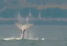 Baleia é flagrada em praia de Santos durante campeonato de surf; VÍDEO
