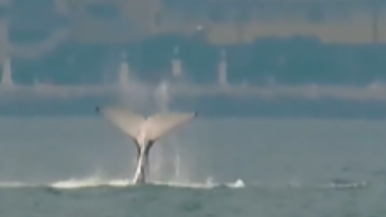 Baleia é flagrada em praia de Santos durante campeonato de surf; VÍDEO