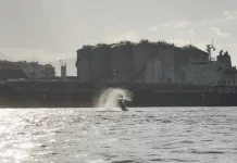 Baleia aparece no canal do Porto de Santos e surpreende pescadores; VÍDEO