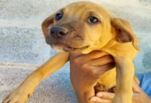 Abrigo de Animais e Parque Shopping promovem feirinha de adoção neste sábado