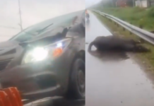 Cavalos ficam feridos após atropelamento na Rodovia Cônego Domênico Rangoni, em Guarujá