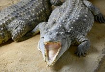 Homem é preso suspeito de jogar criança aos crocodilos na Inglaterra