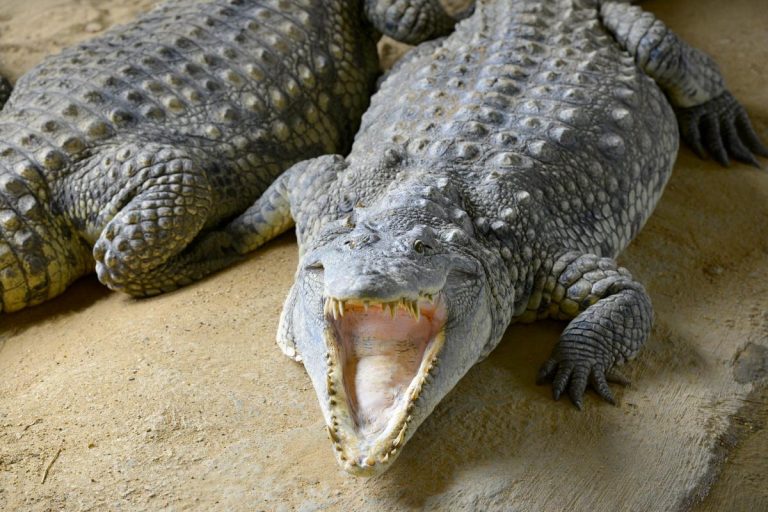 Homem é preso suspeito de jogar criança aos crocodilos na Inglaterra