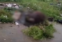 Égua prenha é encontrada morta em terreno baldio de cidade do litoral de SP; VÍDEO