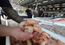 Com preços a partir de R$ 29,99, Mercado de Peixes de Santos promove Festival do Camarão