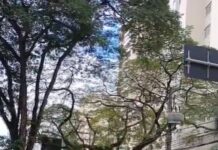 Caminhão atinge árvore e causa transtornos no trânsito em São José