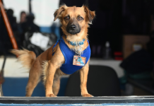 Ceprocamp Centro ganha novo mascote: o cãozinho Paçoca tem até crachá