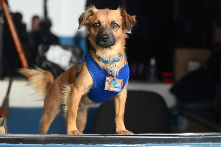 Ceprocamp Centro ganha novo mascote: o cãozinho Paçoca tem até crachá