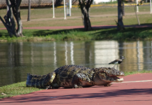 Jacaré vive há mais de 40 anos em lago do Jardim Botânico de São Paulo