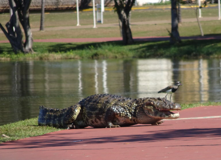 Jacaré vive há mais de 40 anos em lago do Jardim Botânico de São Paulo