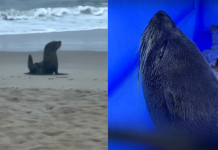 Lobo-marinho é flagrado em faixa de areia da Praia do Tombo, em Guarujá; VÍDEO
