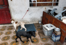 Três cadelas são resgatadas em situação de maus-tratos na Vila São Jorge em São Vicente
