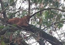 Onça-parda é resgatada em sítio e devolvida à natureza