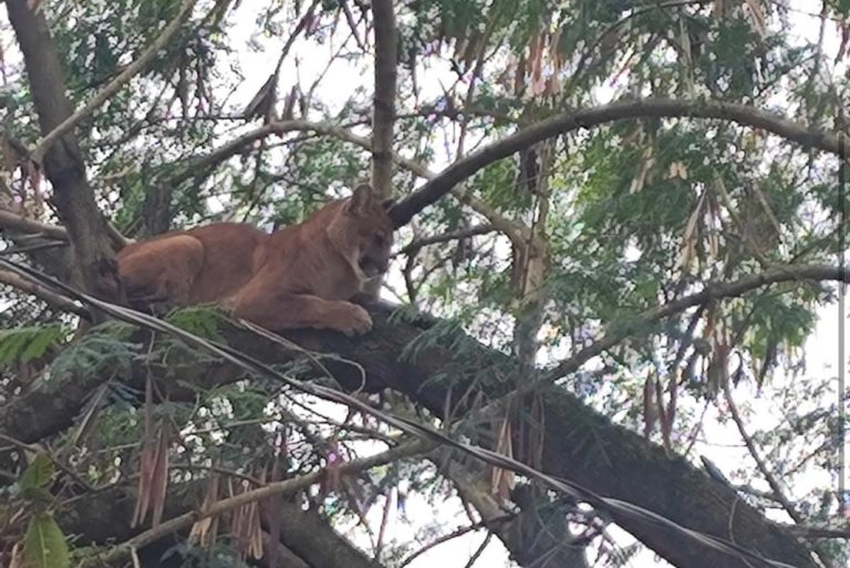 Onça-parda é resgatada em sítio e devolvida à natureza