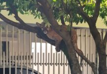 Filhote de onça-parda é encontrado em cima de árvore, na zona urbana de Birigui