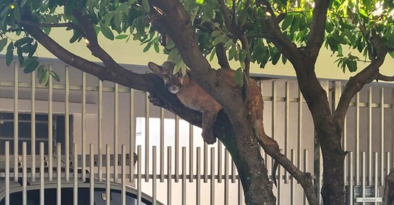 Filhote de onça-parda é encontrado em cima de árvore, na zona urbana de Birigui