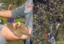 Passarinho é resgatado por bombeiros após ficar preso a uma linha de pipa em uma árvore