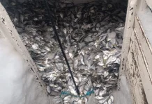 Cerca de 23 kg de pescado ilegal são apreendidos e pescadores levam multa de mais de R$ 1 milhão em Guarujá