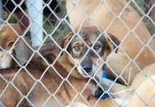 Ex-secretária e veterinários são presos por mortes suspeitas de animais