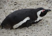 Em dois meses, 796 pinguins são encontrados mortos nas praias de Florianópolis