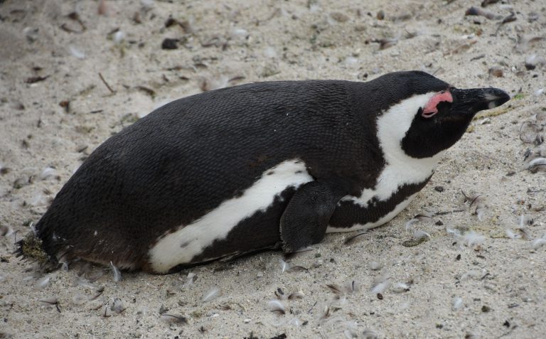 Em dois meses, 796 pinguins são encontrados mortos nas praias de Florianópolis