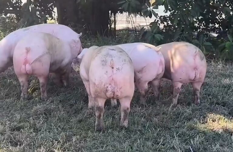 Caminhão carregado com porcos tomba na alça de acesso à BR-153