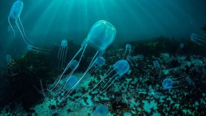 01-og-waq-super-jellies-nationalgeographic_2190714