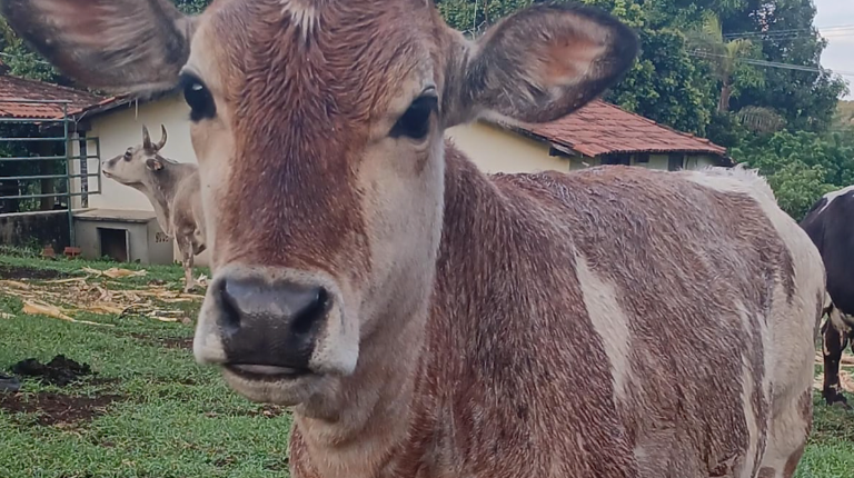 Família procura vaquinha desaparecida há um mês