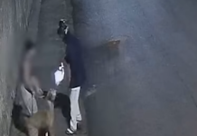 VÍDEO: Bandido atira em cão durante assalto na zona Oeste de Ribeirão Preto