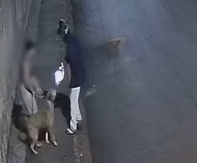 CÃO-BALEADO-RIBEIRÃO PRETO
