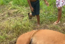 Coronel reformado da PM é investigado por suspeita de atirar e matar animais em propriedade na PB