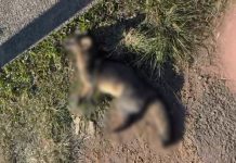 Raposa-do-campo é encontrada morta às margens da Rodovia Santos Dumont