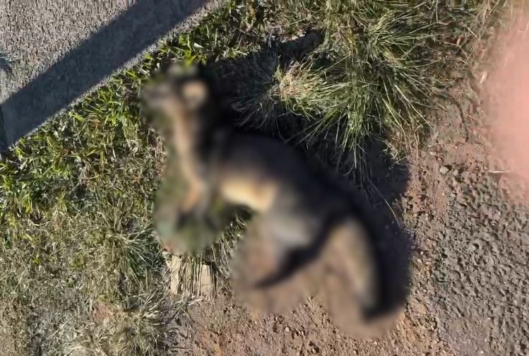 Raposa-do-campo é encontrada morta às margens da Rodovia Santos Dumont