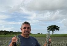 No Dia do Agricultor, a história de quem ajudou a transformar Itapororoca na Cidade do Abacaxi
