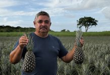No Dia do Agricultor, a história de quem ajudou a transformar Itapororoca na Cidade do Abacaxi