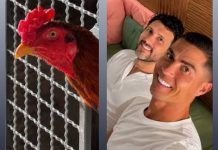 Empresa de cunhado de Cristiano Ronaldo é alvo de operação contra rinha de galo no RS