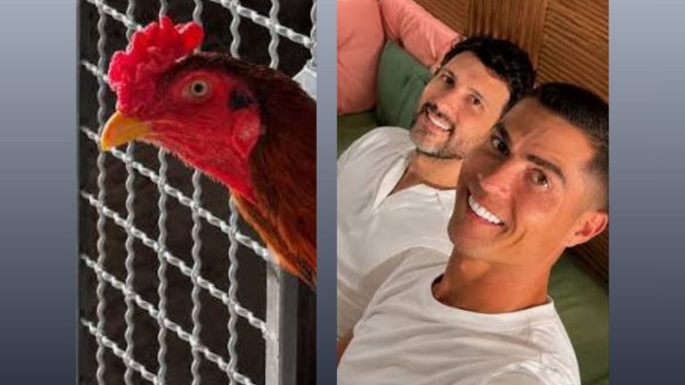 Empresa de cunhado de Cristiano Ronaldo é alvo de operação contra rinha de galo no RS