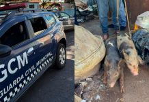 Animais são encontrados em situação de maus-tratos durante fiscalização em imóvel em Mogi Mirim