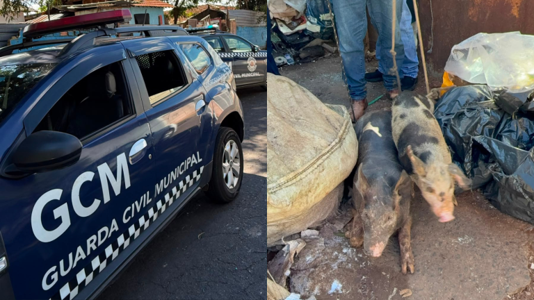 Animais são encontrados em situação de maus-tratos durante fiscalização em imóvel em Mogi Mirim