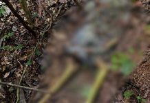 Ossada humana é encontrada em área de mata em Louveira