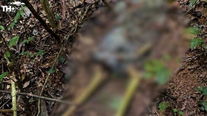 Ossada humana é encontrada em área de mata em Louveira TH+ PORTAL - IMAGEM (13)