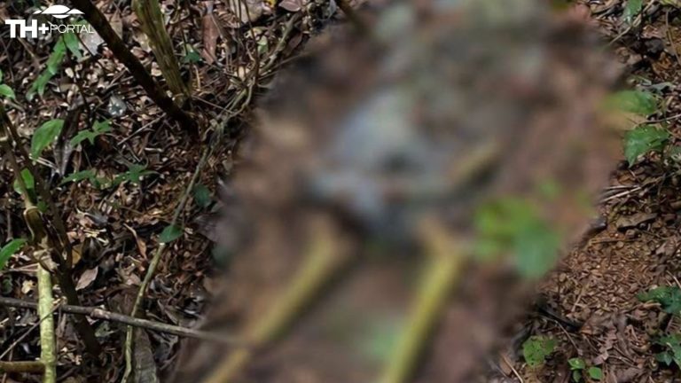 Ossada humana é encontrada em área de mata em Louveira