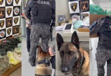 Cães farejadores ajudam polícia a encontrar mais de 21 kg de drogas