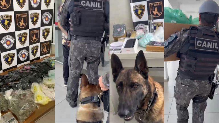Cães farejadores ajudam polícia a encontrar mais de 21 kg de drogas