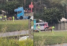 Cavalo é resgatado às margens da Rodovia Santos Dumont