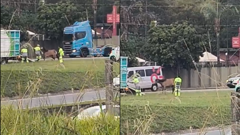Cavalo é resgatado às margens da Rodovia Santos Dumont