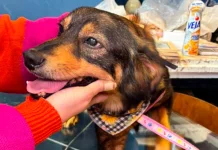 Santos recebe oficina inédita com cães resgatados como modelos